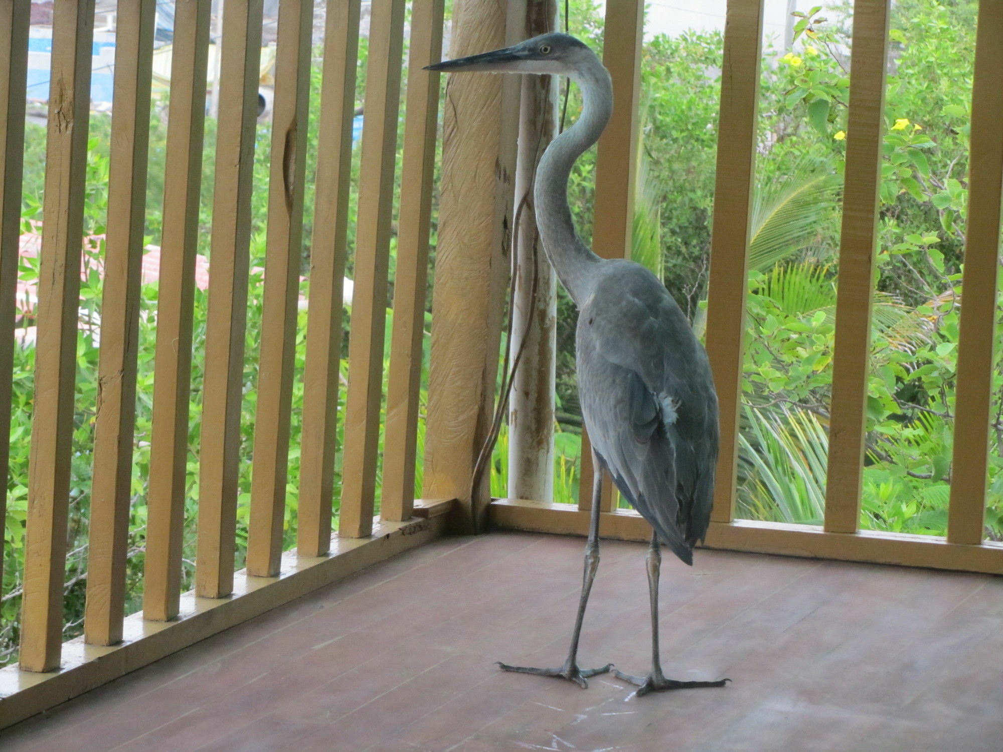 Galapagos Chalet Puerto Ayora  Zewnętrze zdjęcie